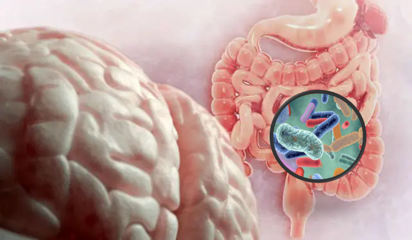 Influencia de la microbiota en el TDAH