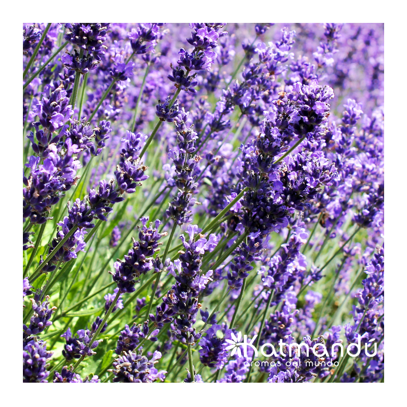 lavanda punto salud consciente