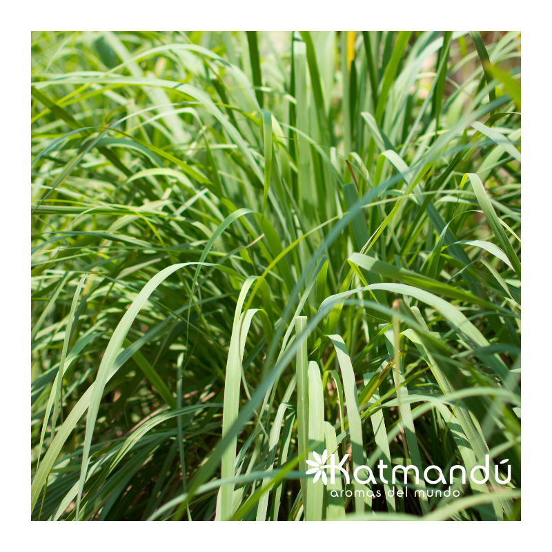 lemongrass punto salud consciente
