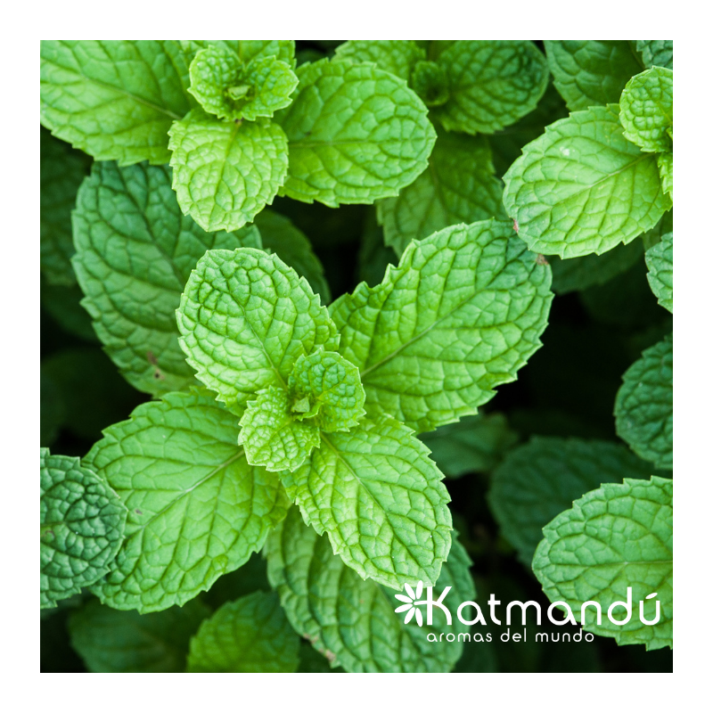 menta punto salud consciente